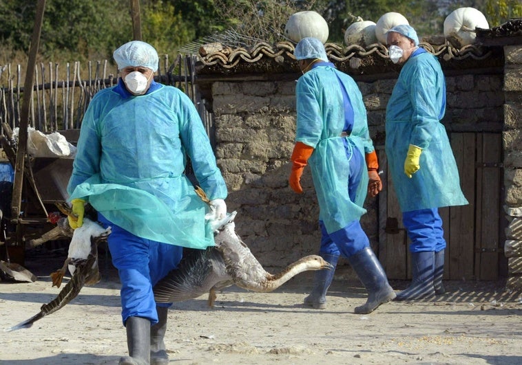 Detectados dos nuevos focos de gripe aviar en Arroyo de la Luz y Navas de Madroño